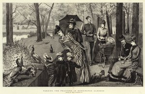 Fodre påfuglene i Kensington Gardens